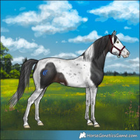 Horse Color:Brown Splash Tobiano 