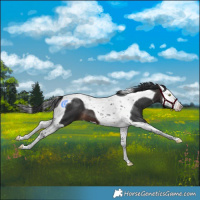 Horse Color:Brown Splash Tobiano 