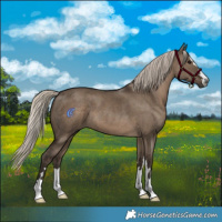 Horse Color:Gray Silver Grullo 