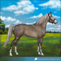 Horse Color:Gray Silver Grullo 