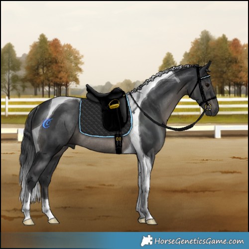 Horse Color:Black Tobiano Rabicano 