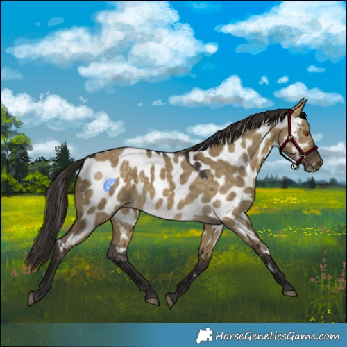 Horse Color:Buckskin Dun Near Leopard 