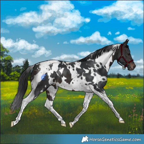 Horse Color:White Spotted Brown Tobiano 