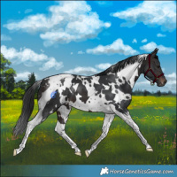 Horse Color:White Spotted Brown Tobiano 
