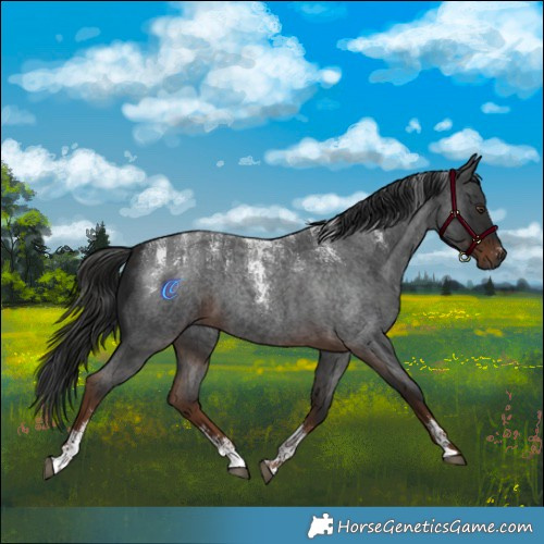Horse Color:Powder White Gray Liver Red Roan 