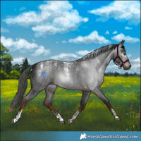 Horse Color:Powder White Gray Liver Red Roan 