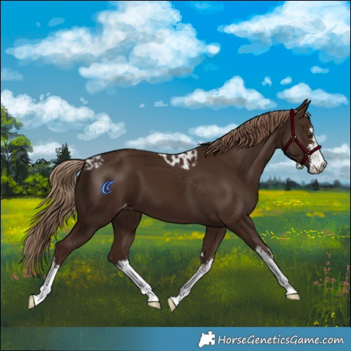 Horse Color:White Spotted Liver Chestnut Skewed Appaloosa 