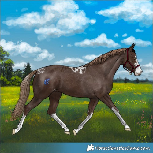 Horse Color:White Spotted Liver Chestnut Skewed LP Spotted