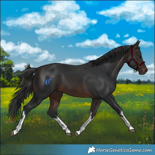 Horse Color:White Spotted Brown Tobiano Rabicano 