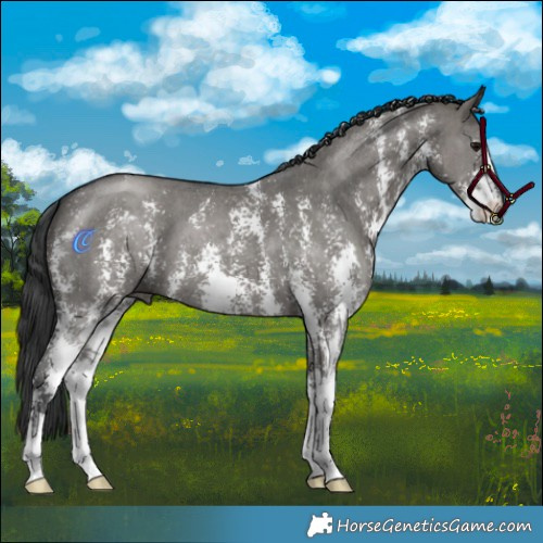 Horse Color:Grullo Sabino 