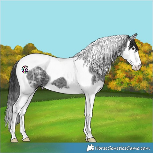 Horse Color:Black Ice Splash Tobiano 