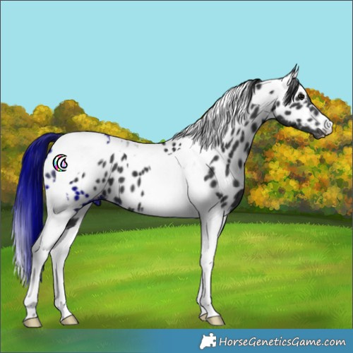 Horse Color:Black Tobiano Appaloosa 