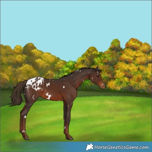 Horse Color:White Spotted Liver Chestnut Varnish