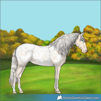 Horse Color:Cremello Appaloosa