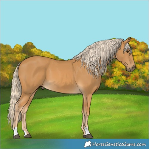 Horse Color:Palomino 