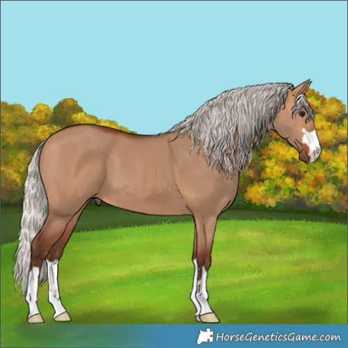 Horse Color:Silver Brown Dun 