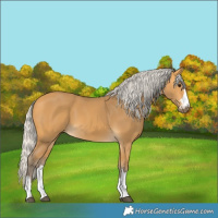 Horse Color:Silver Buckskin 