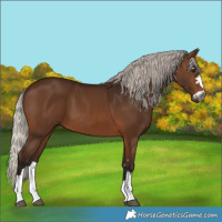 Horse Color:Gray Silver Bay 
