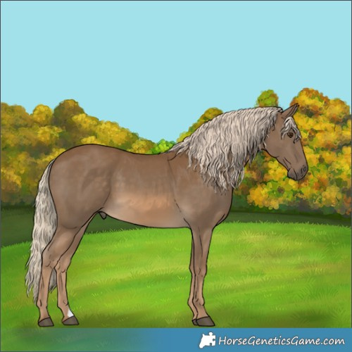 Horse Color:Chocolate Palomino 