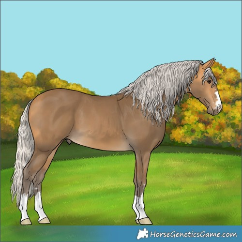Horse Color:Silver Buckskin 