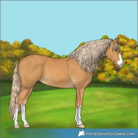 Horse Color:Palomino