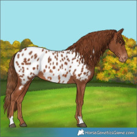 Horse Color:Chestnut Near Leopard 