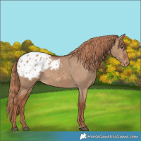 Horse Color:Red Dun Blanket 