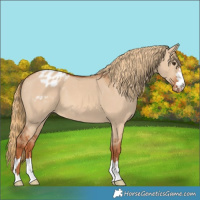 Horse Color:Red Dun Varnish
