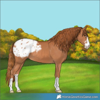 Horse Color:Chestnut Appaloosa 