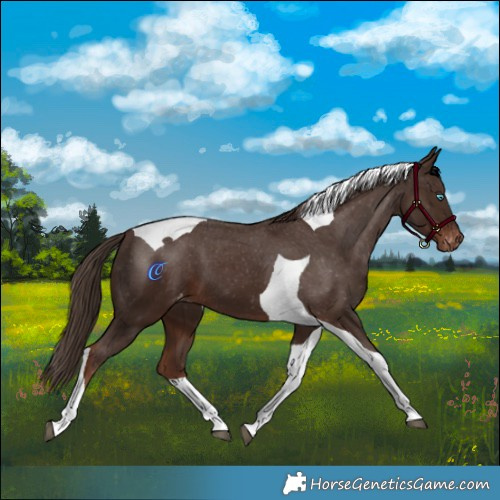 Horse Color:Liver Chestnut Tobiano Skewed LP Spotted