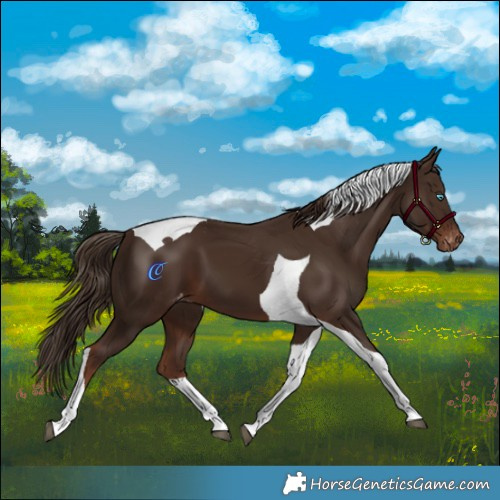 Horse Color:Liver Chestnut Tobiano Skewed Appaloosa 