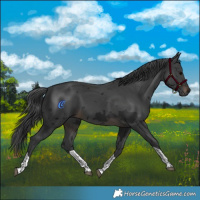 Horse Color:Gray Brown Merle Tobiano 