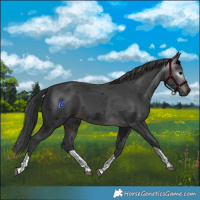 Horse Color:Gray Brown Merle Tobiano
