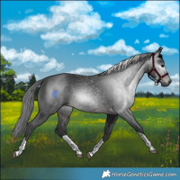 Horse Color:Gray Brown Merle Tobiano