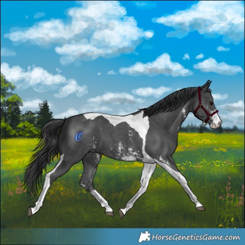 Horse Color:Black Sabino Tobiano 