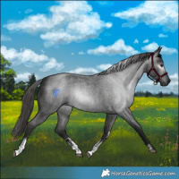 Horse Color:Gray Liver Red Roan Sabino 