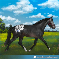 Horse Color:Gray Brown Blanket Rabicano
