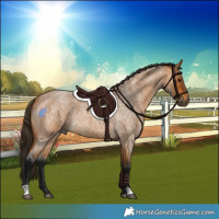 Horse Color:Gray Buckskin Roan 