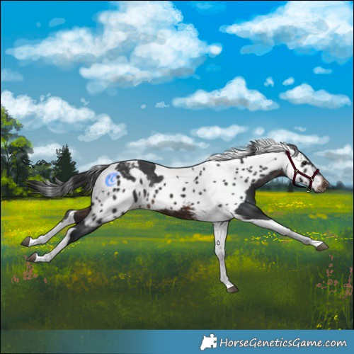 Horse Color:Brown Tobiano Skewed Appaloosa