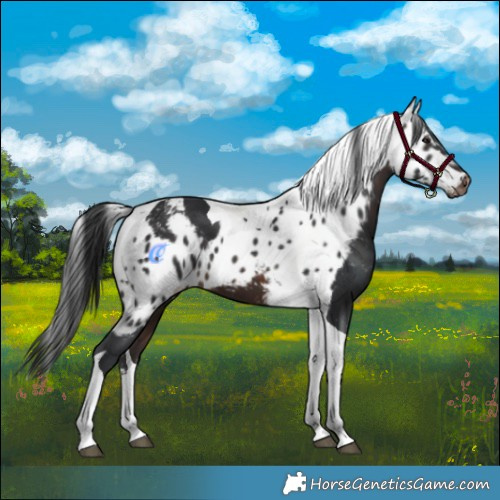 Horse Color:Brown Tobiano Skewed Appaloosa 