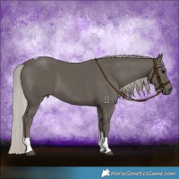 Horse Color:Silver Black Tobiano 