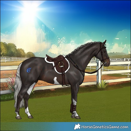 Horse Color:Silver Brown Tobiano