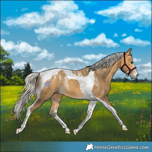 Horse Color:Powder White Silver Buckskin Tobiano Rabicano 