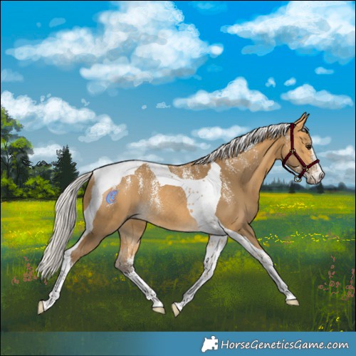 Horse Color:Powder White Silver Buckskin Tobiano Rabicano
