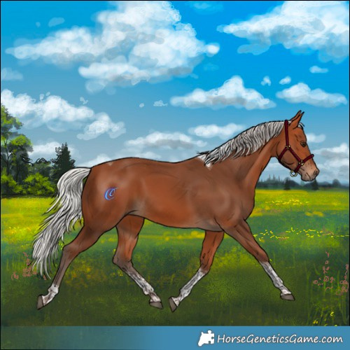Horse Color:Silver Bay Sabino Tobiano Rabicano 