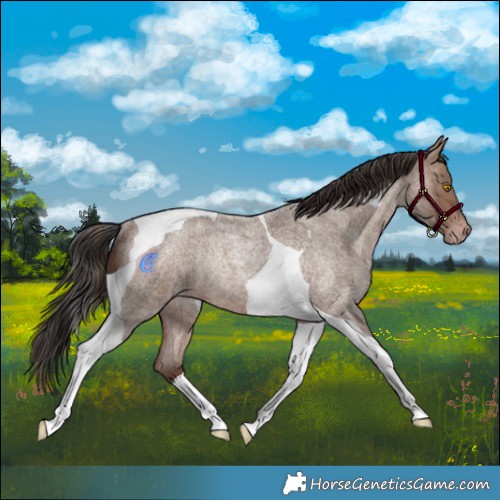 Horse Color:Sable Champagne Roan Tobiano Rabicano 