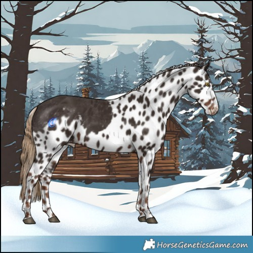 Horse Color:Liver Chestnut Skewed LP Spotted 