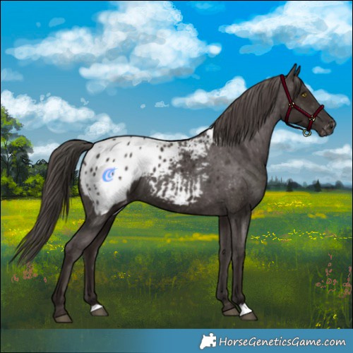 Horse Color:Liver Chestnut Blanket 