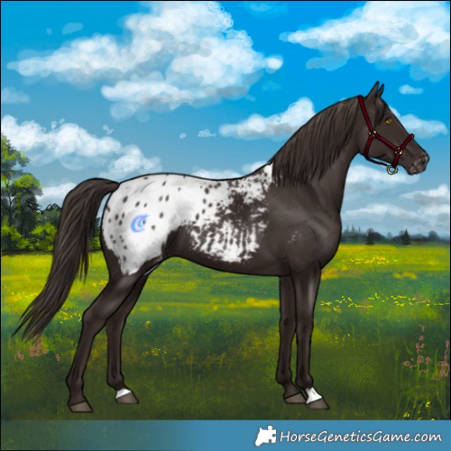 Horse Color:Liver Chestnut Appaloosa 
