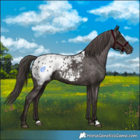 Horse Color:Liver Chestnut Blanket 